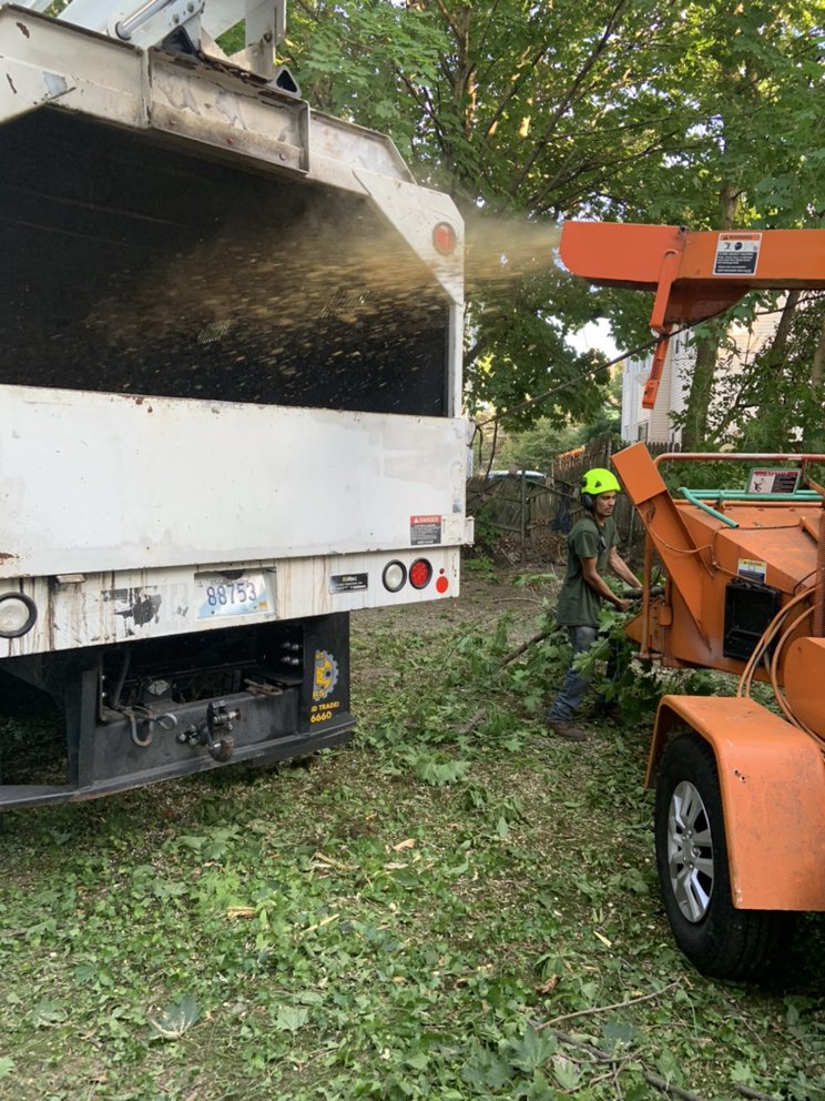 Frank Tree Services Image